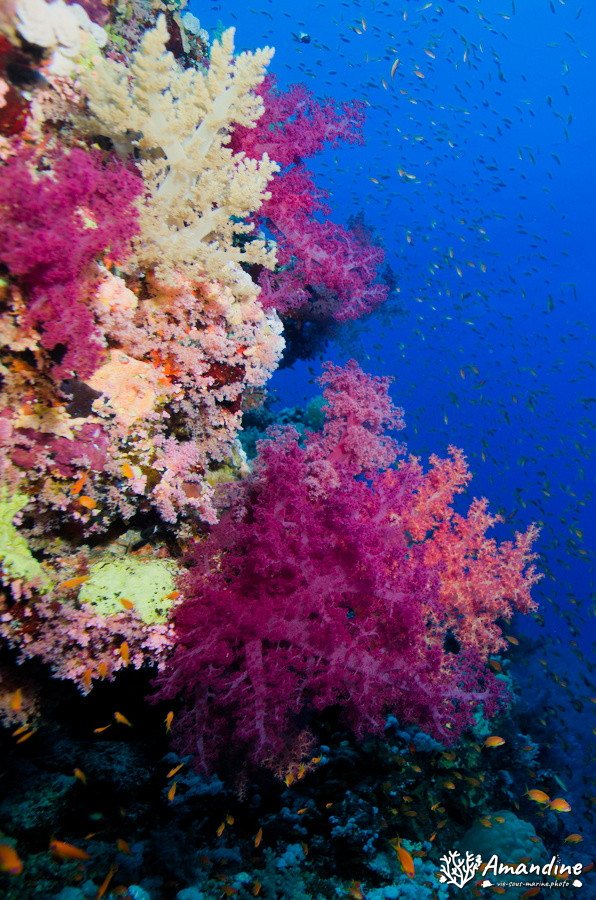 Dendronephthya sp.