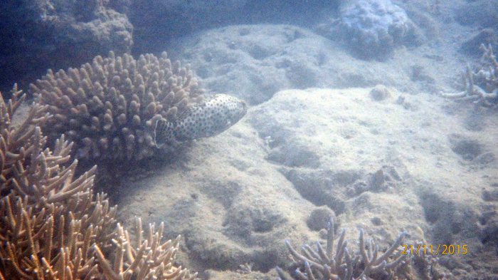Epinephelus howlandi