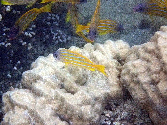 Lutjanus quinquelinatus