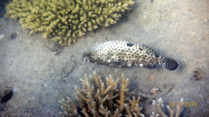 Epinephelus howlandi