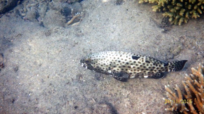 Epinephelus howlandi