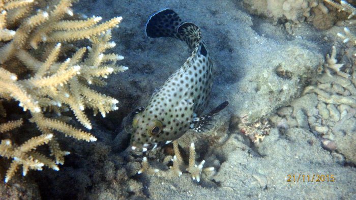 Epinephelus howlandi