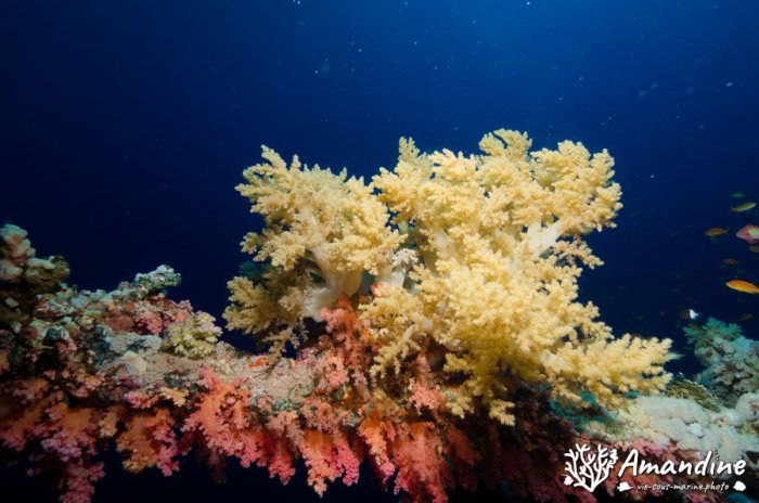 Dendronephthya sp.