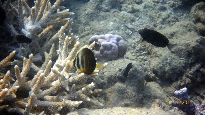 Zebrasoma velifer