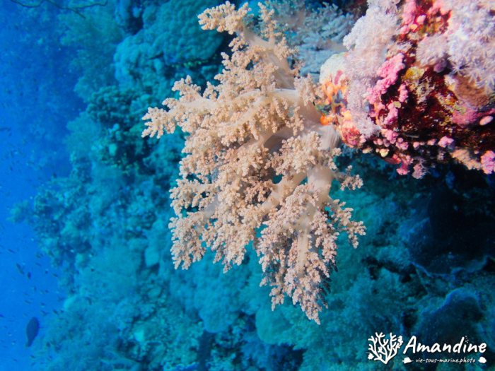 Dendronephthya sp.
