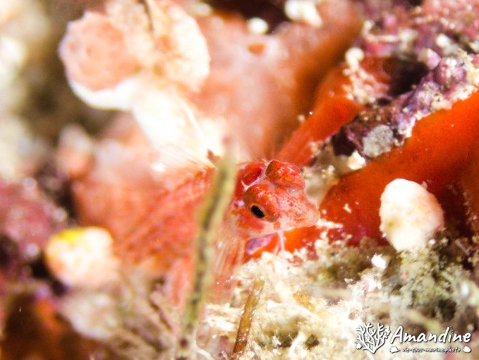 Poisson à trois nageoires
