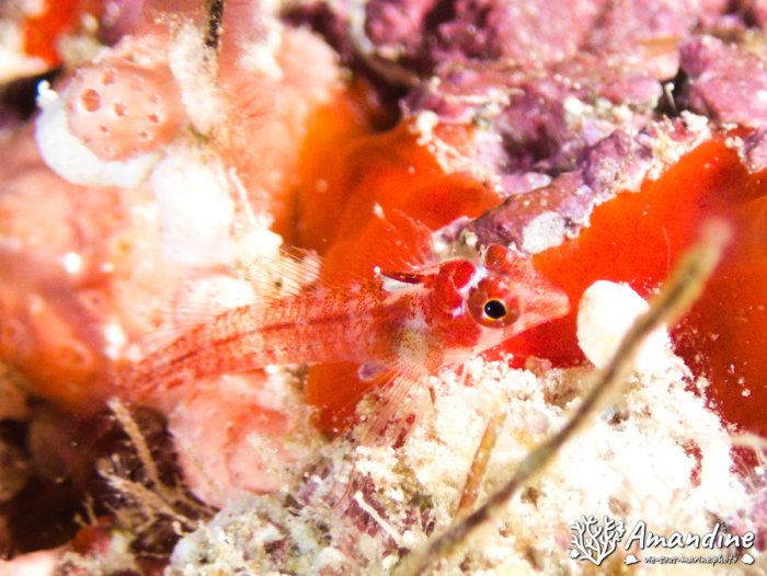 Poisson à trois nageoires