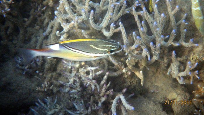 Scolopsis bilineata