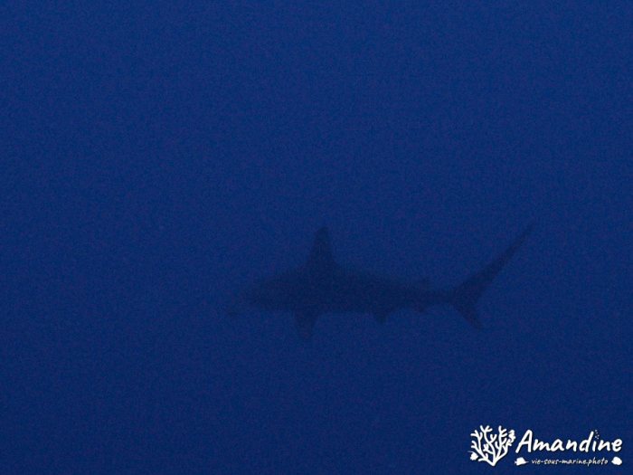 Requin-marteau