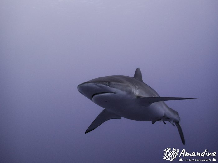 Requin gris de récif