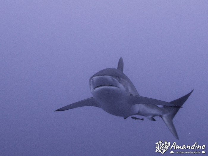 Requin gris de récif