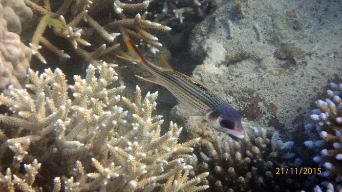 Neoniphon sammara