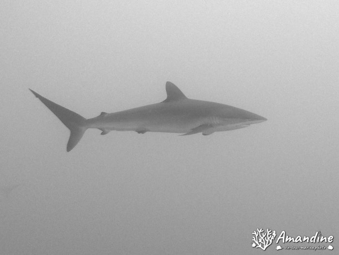 Requin gris de récif