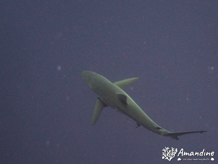 Requin gris de récif