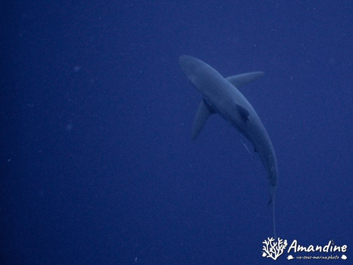 Requin gris de récif