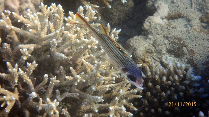 Neoniphon sammara