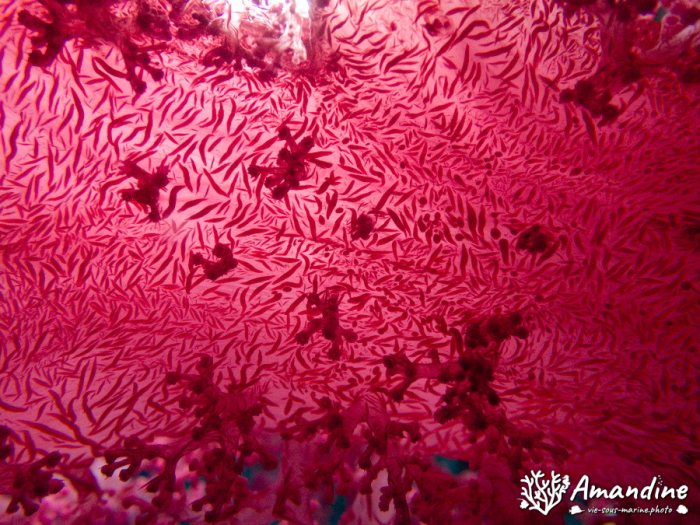 Dendronephthya sp.