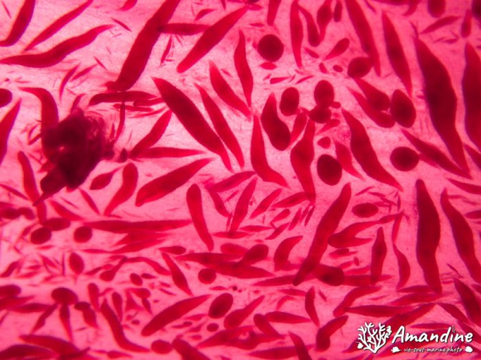 Dendronephthya sp.