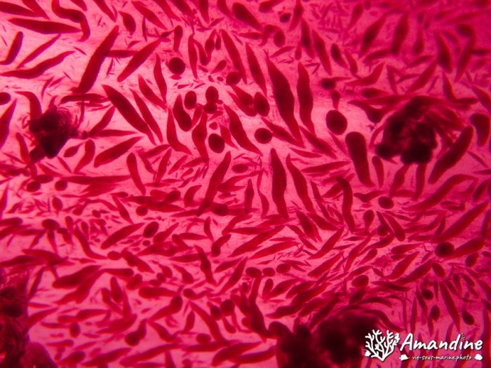 Dendronephthya sp.