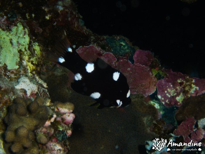 Poissons osseux