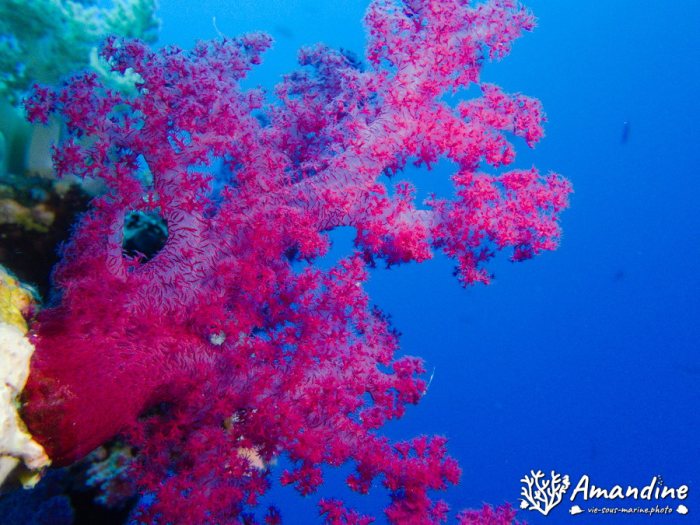 Dendronephthya sp.