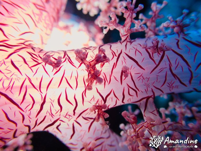 Dendronephthya sp.