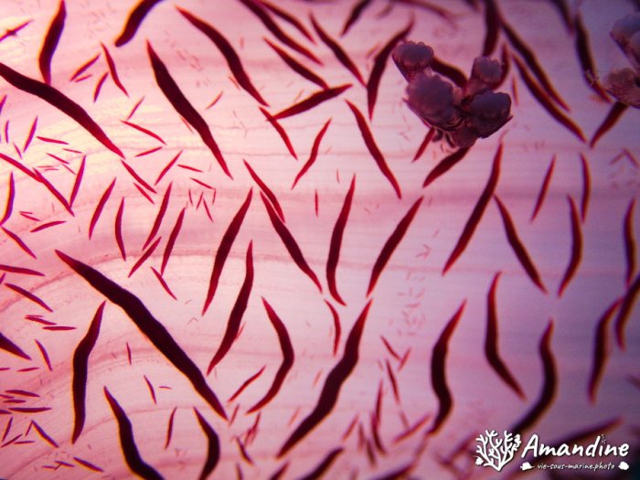 Dendronephthya sp.