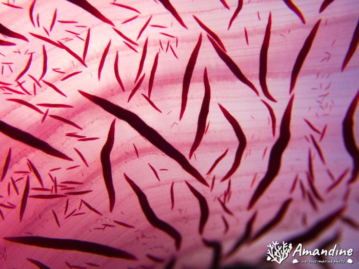 Dendronephthya sp.