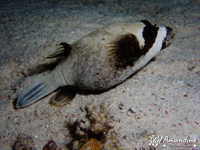 Arothron nigropunctatus