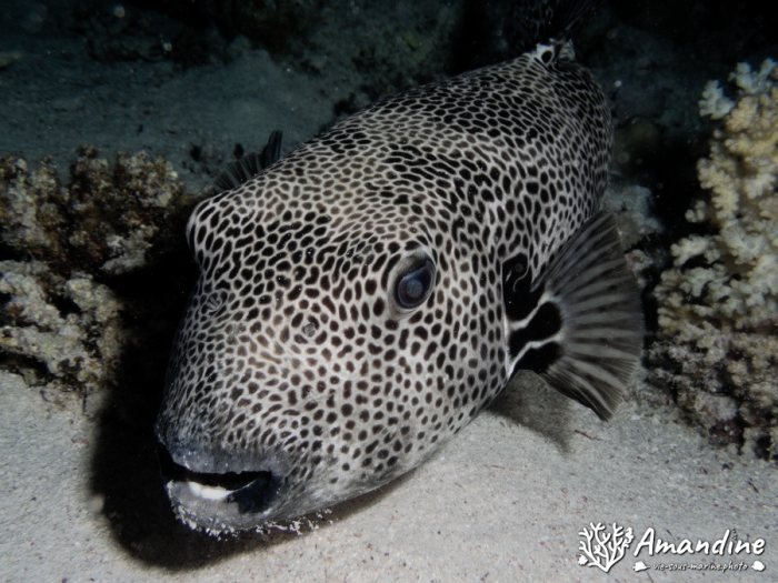 Arothron stellatus