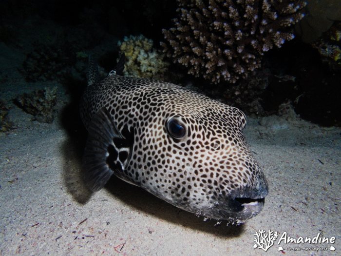 Arothron stellatus