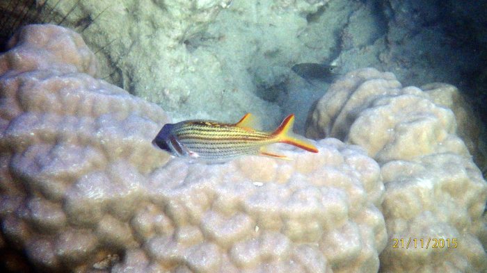 Neoniphon sammara
