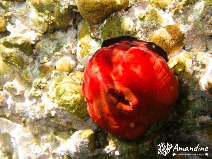 Anémone de mer