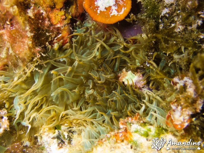 Anémone de mer