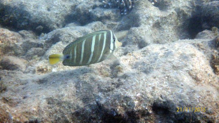 Zebrasoma velifer