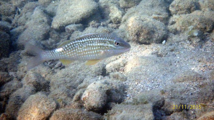 Parupeneus ciliatus