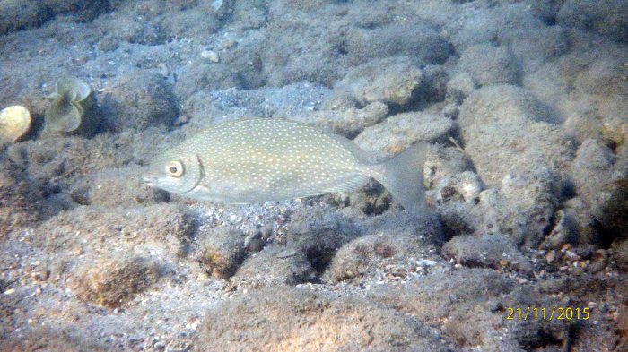 Siganus fuscescens
