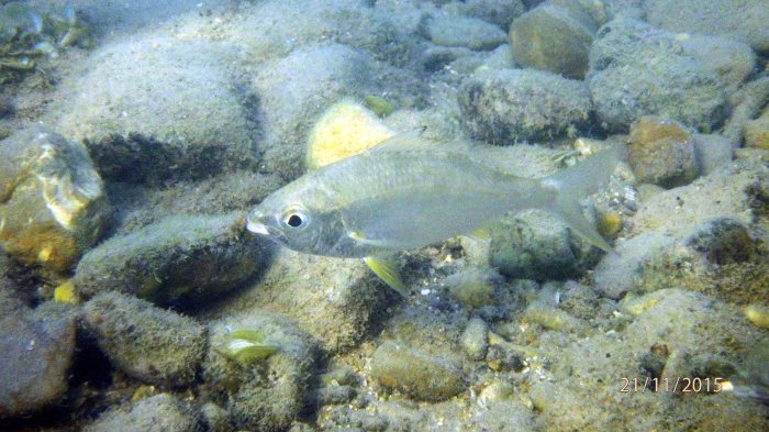 Gerres longirostris