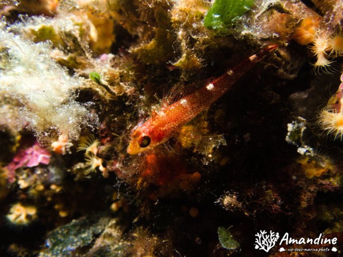 Poisson à trois nageoires