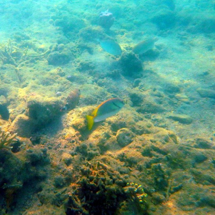 Siganus doliatus
