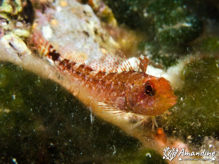 Poisson à trois nageoires