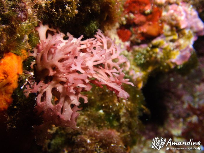 Algue rouge