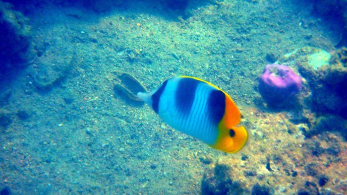 Chaetodon ulietensis