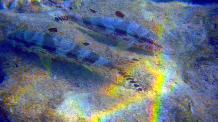 Upeneus tragula