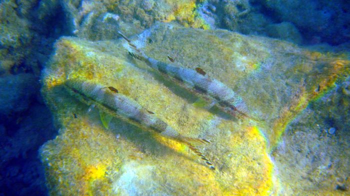 Upeneus tragula