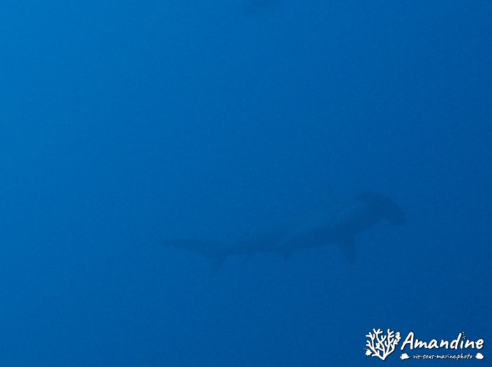 Requin-marteau