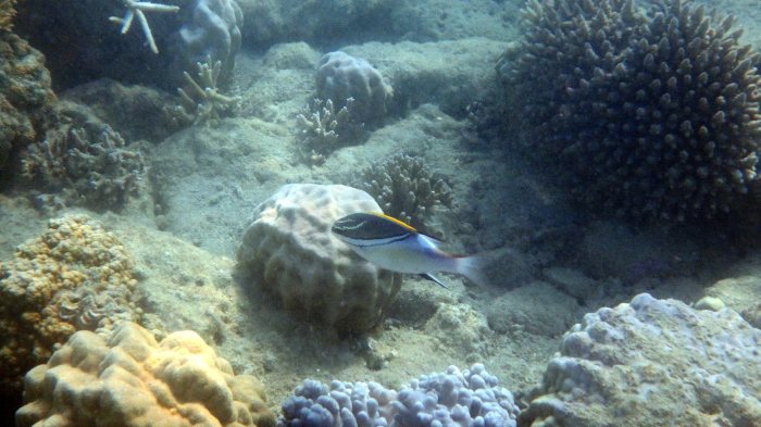 Scolopsis bilineata