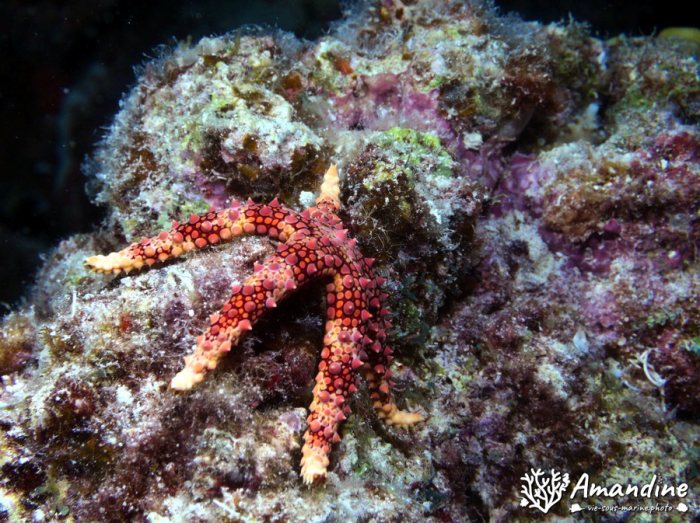 Gomophia egyptiaca