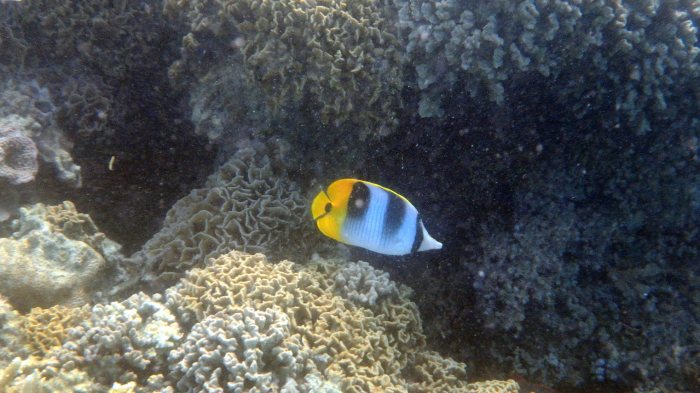 Chaetodon ulietensis