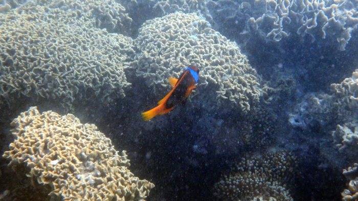 Amphiprion melanopus